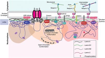 Nuclear envelope, chromatin organizers, histones, and DNA: The many achilles heels exploited across cancers
